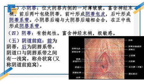 女 生殖器